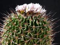 Thumbnail of 1261_Echinofossulocactus spec._20160426_02(1).JPG